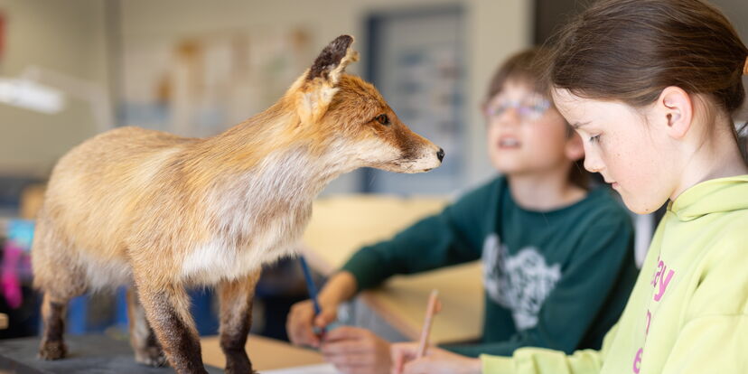 Zwei Schülerinnen erkunden einen ausgestopften Fuchs.