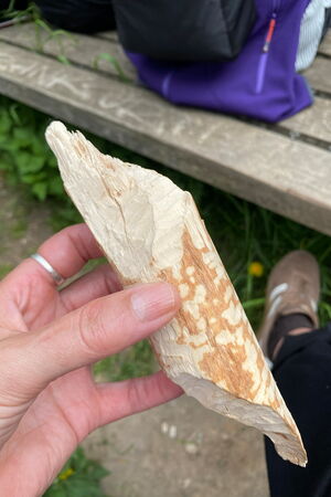 Eine Hand hält ein helles Stück Holz, das Biberfraßspuren aufweist.