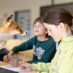 Zwei Schülerinnen erkunden einen ausgestopften Fuchs.